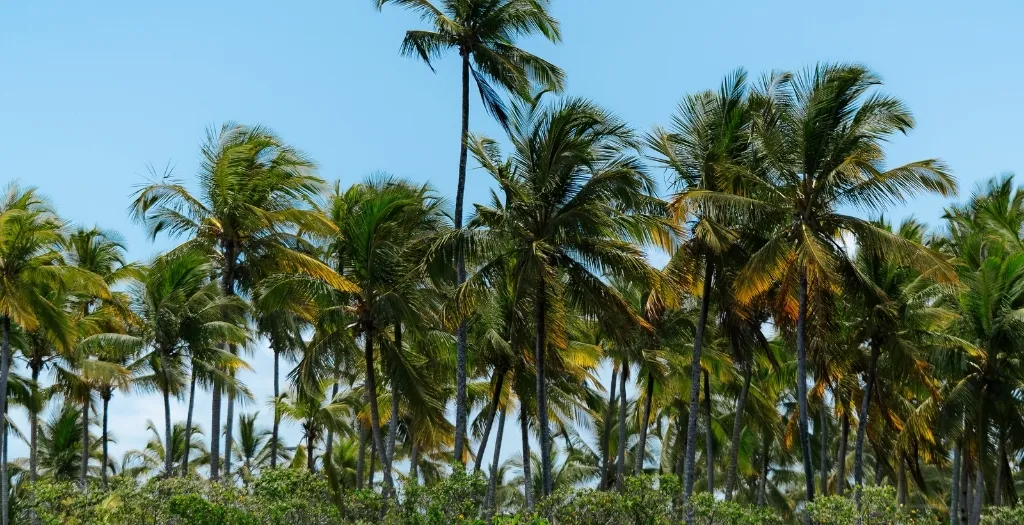 Fotos carnaval wellness-coqueiros